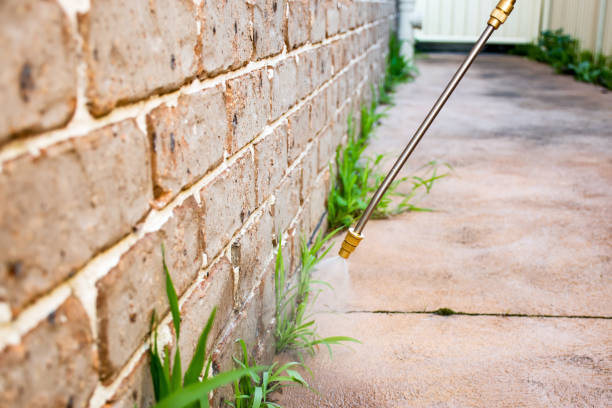 Lawn Pest Control in Frisco, TX